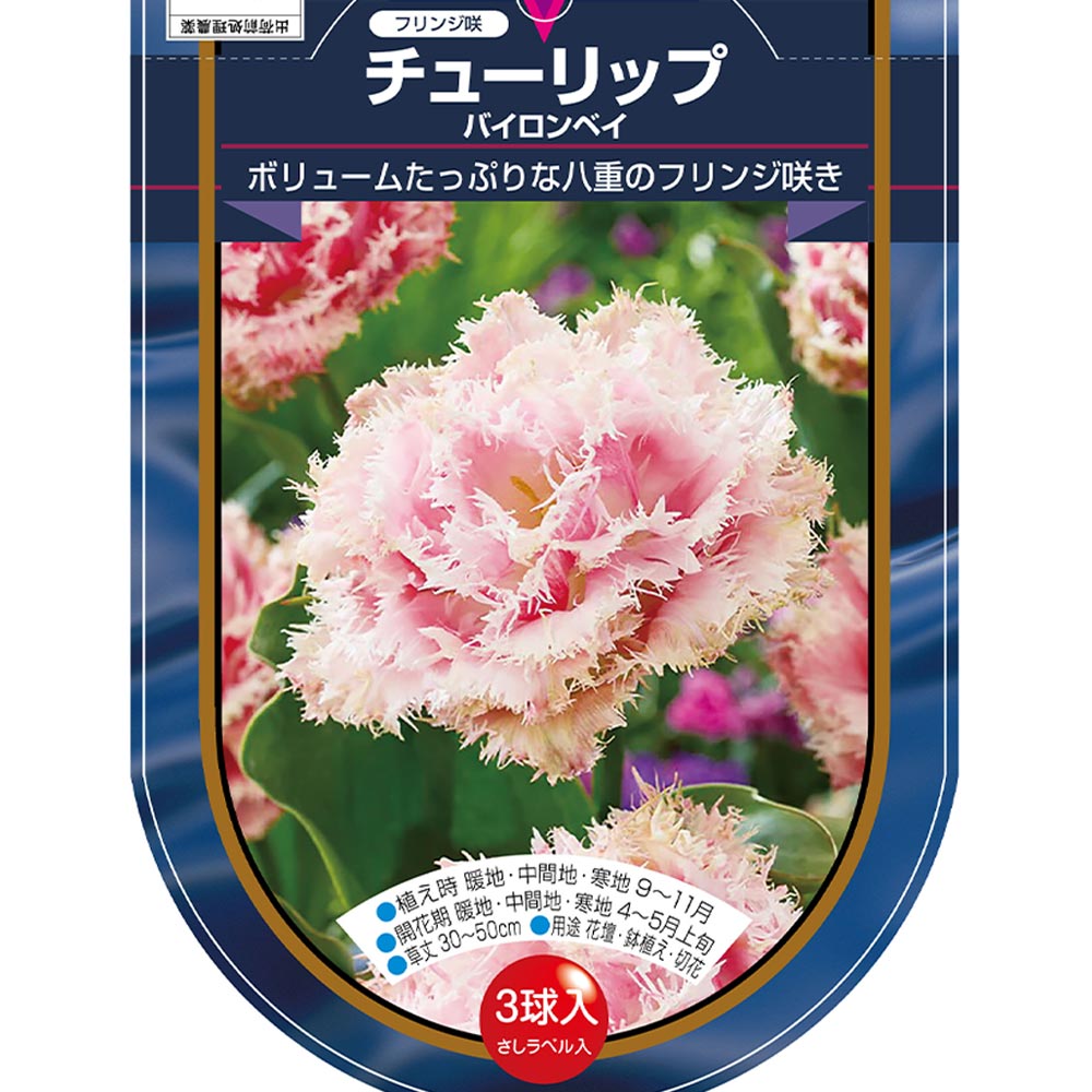 花球根 チューリップ フリンジ咲き バイロンベイ 【花球根 3球】