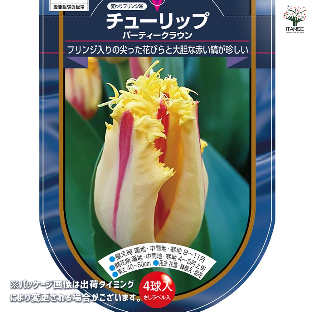 花球根 チューリップ フリンジ咲き パーティークラウン 【花球根 4球