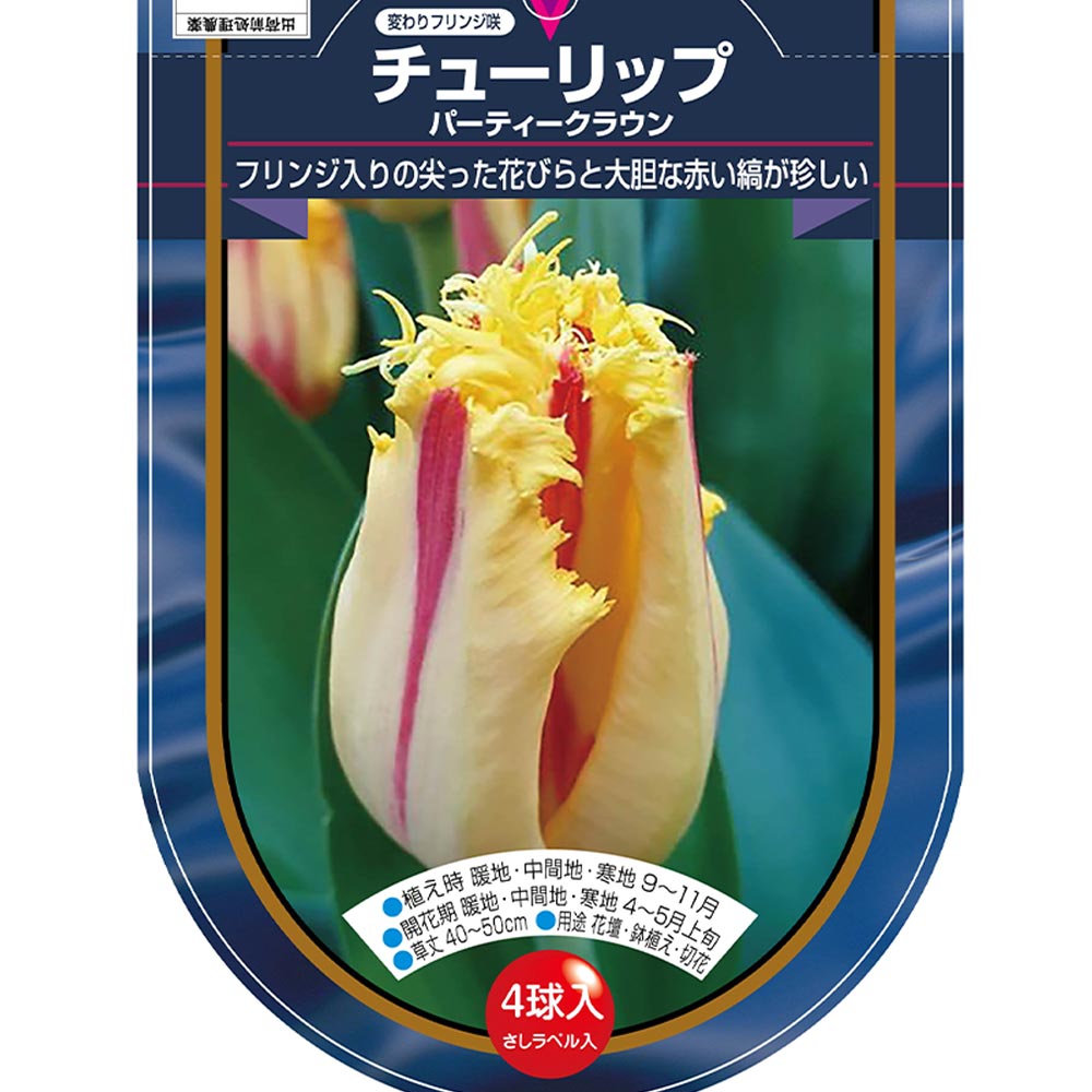 花球根 チューリップ フリンジ咲き パーティークラウン  【花球根 4球】