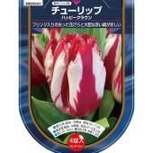 花球根 チューリップ フリンジ咲き ハッピークラウン 【花球根 4球】|花球根|球根類
