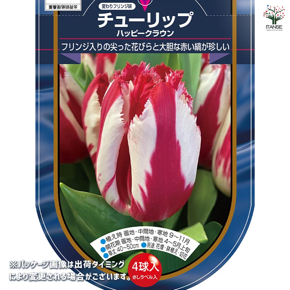 球根】ラブラドール 5球 チューリップ レア品種 ボルドー フリンジ咲き