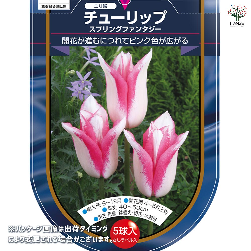 花球根 チューリップ 百合咲き スプリングファンタジー 【花球根 5球