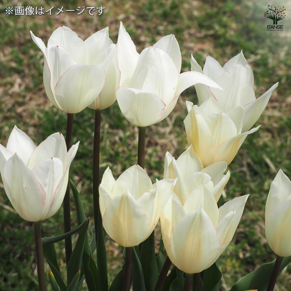 花球根 チューリップ 百合咲き スプリングファンタジー 【花球根 5球