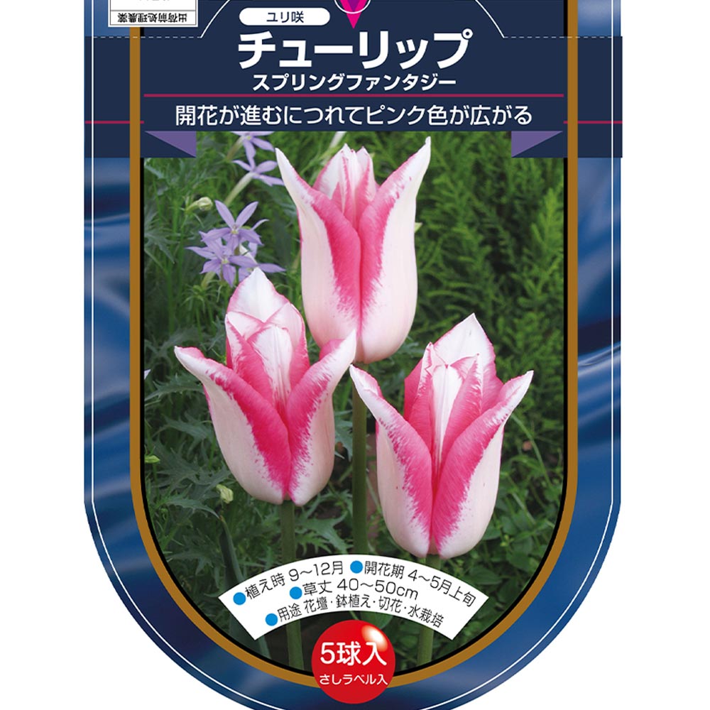 花球根 チューリップ 百合咲き スプリングファンタジー 【花球根 5球