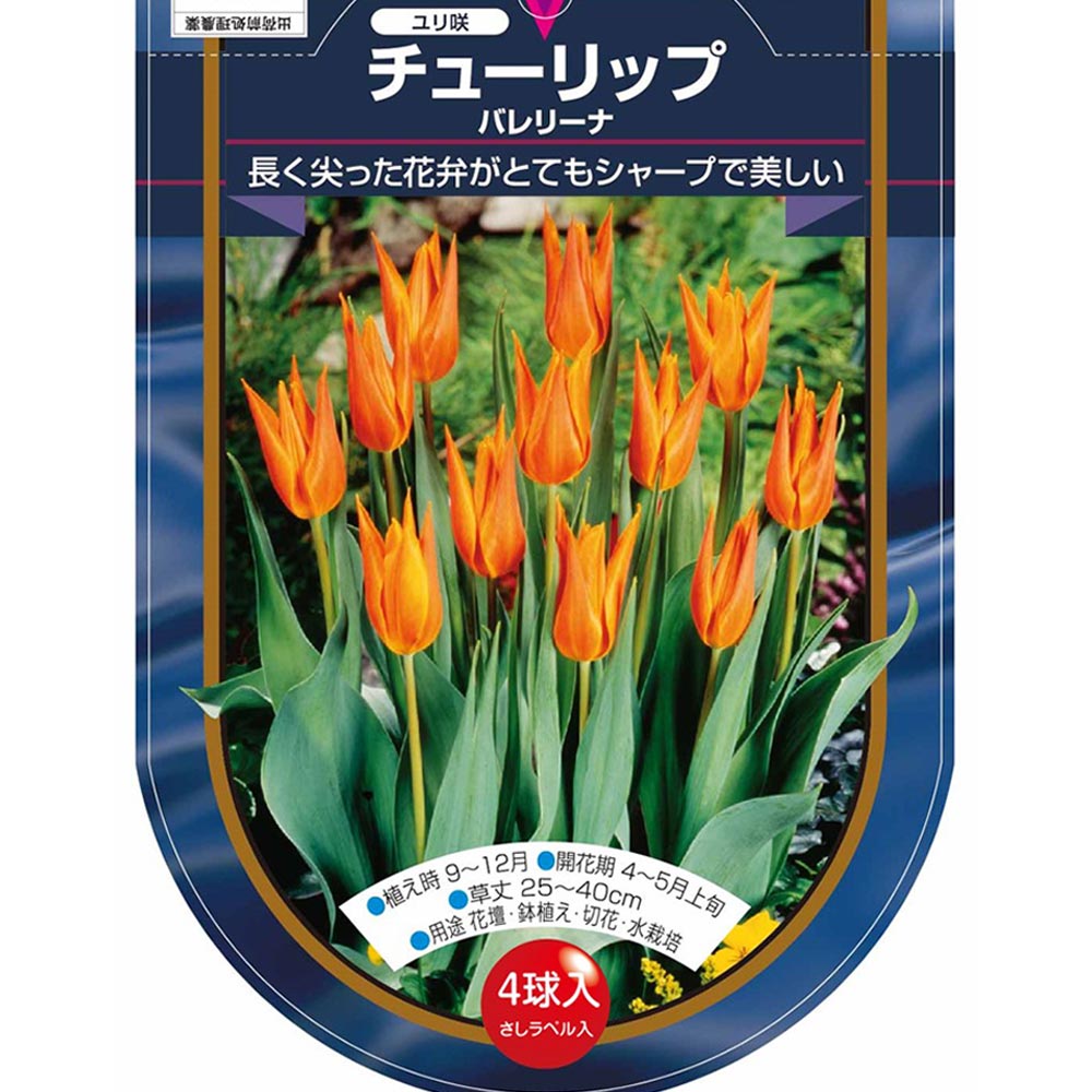 花球根 チューリップ 百合咲き バレリーナ 【花球根 4球】