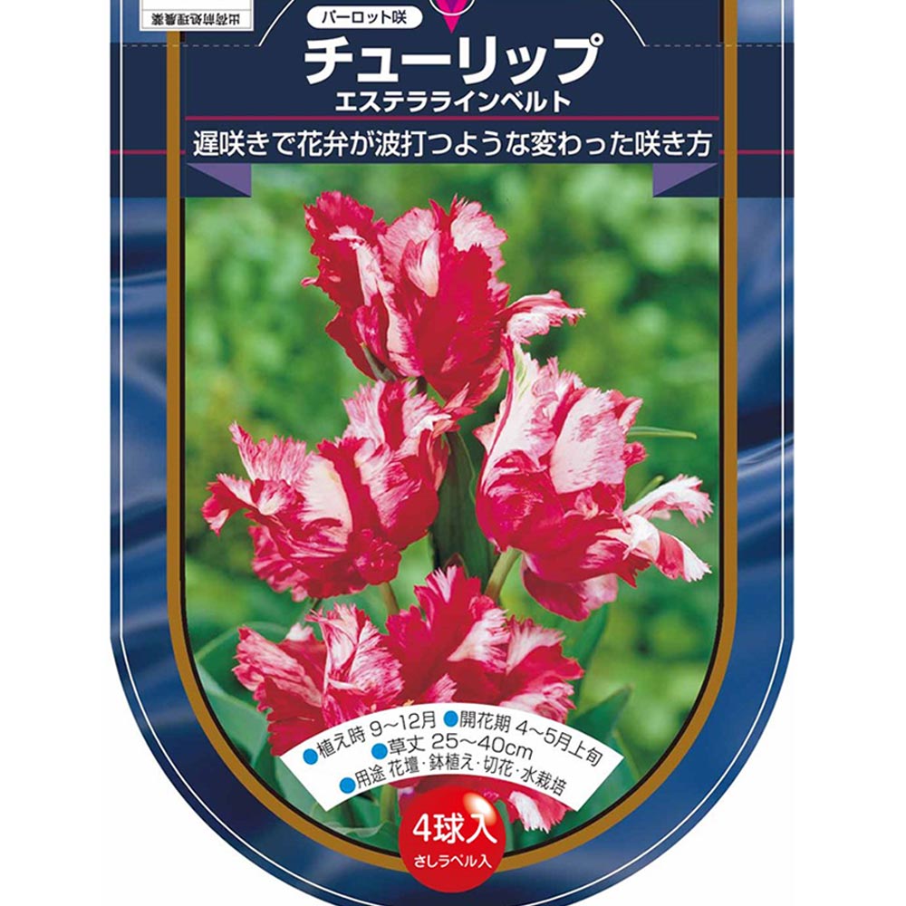 花球根 チューリップ エステララインベルト  【花球根 4球】