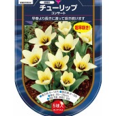 花球根 チューリップ 原種系 コンサート 【花球根 5球】|花球根|球根類