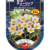 花球根 チューリップ 原種系 ライラックワンダー 【花球根 10球】|花球根|球根類