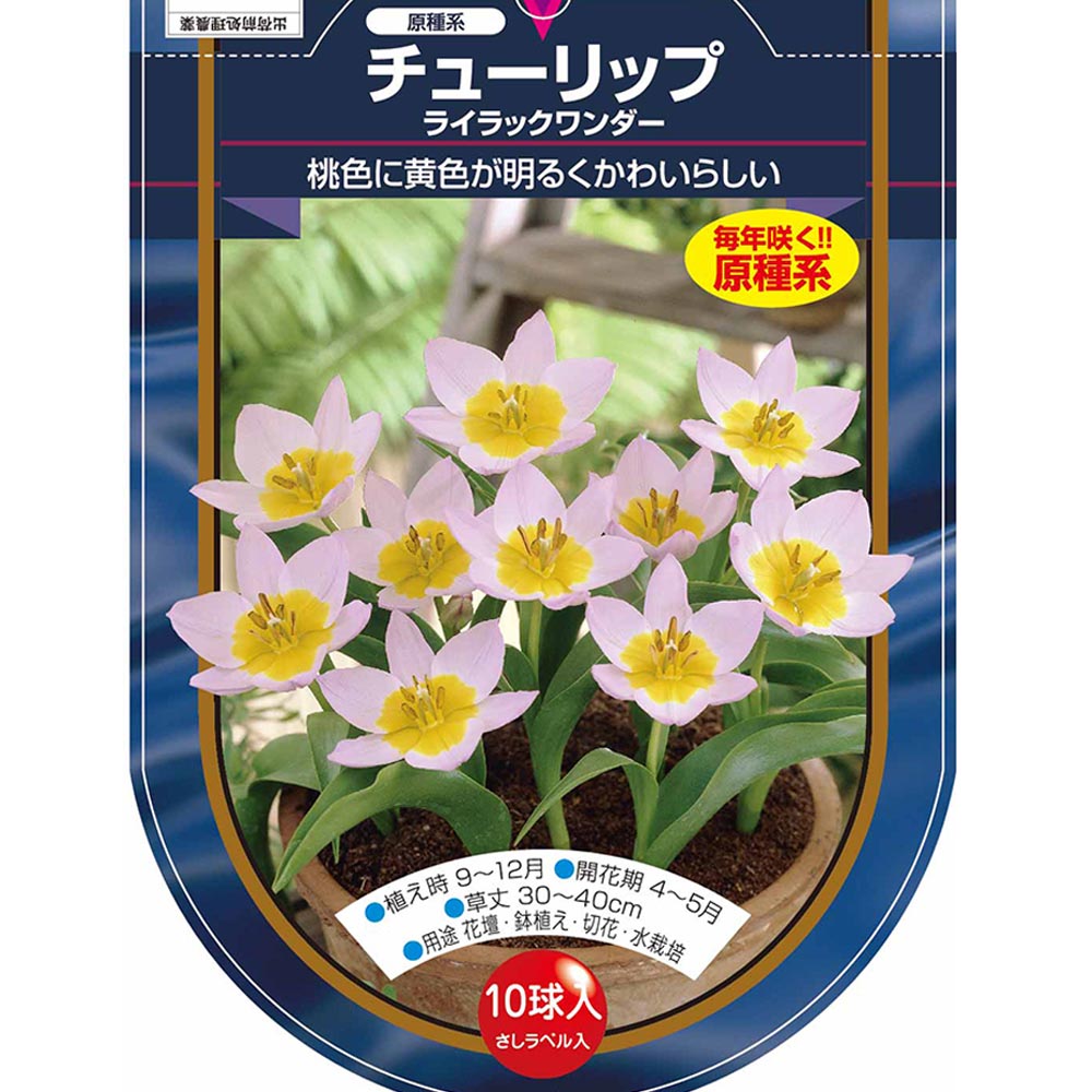 花球根 チューリップ 原種系 ライラックワンダー 【花球根 10球