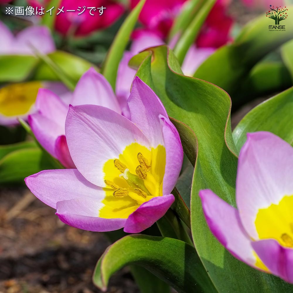 花球根 チューリップ 原種系 ライラックワンダー 【花球根 10球
