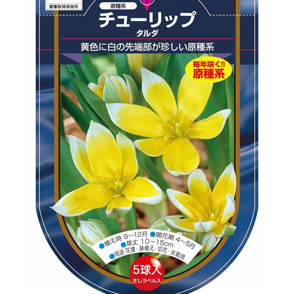花球根 チューリップ 原種系 タルダ 【花球根 5球】