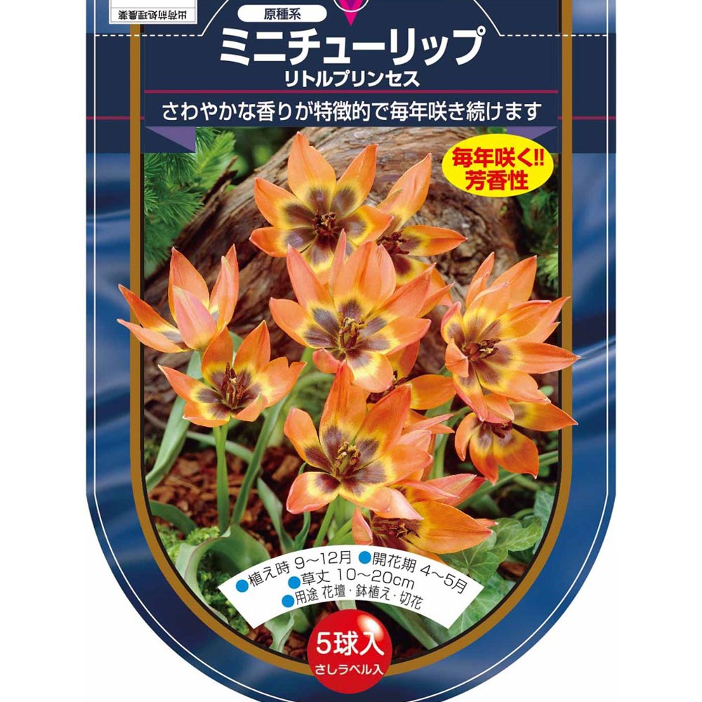 花球根 チューリップ 原種系 リトルプリンセス 【花球根 5球