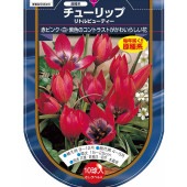 花球根 チューリップ 原種系 リトルビューティー 【花球根 10球】|花球根|球根類