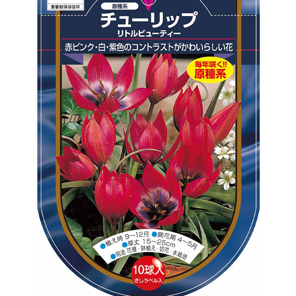 花球根 チューリップ 原種系 リトルビューティー 【花球根 10球】