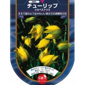 花球根 チューリップ 原種系 シルベストリス 【花球根 5球】|花球根|球根類