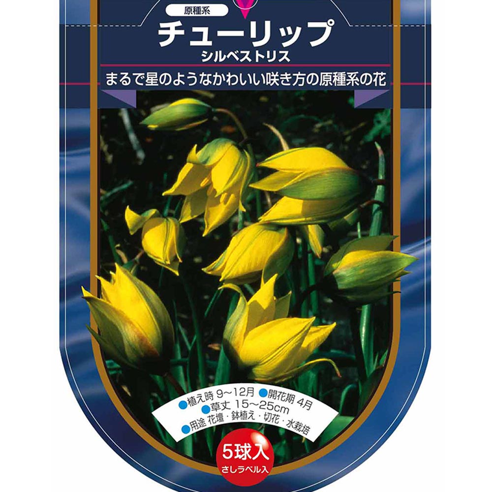 花球根 チューリップ 原種系 シルベストリス 【花球根 5球】