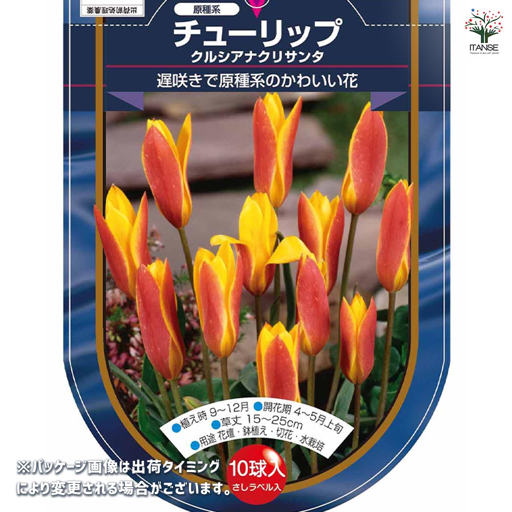花球根 チューリップ 原種系 クルシアナクリサンタ 【花球根 10球