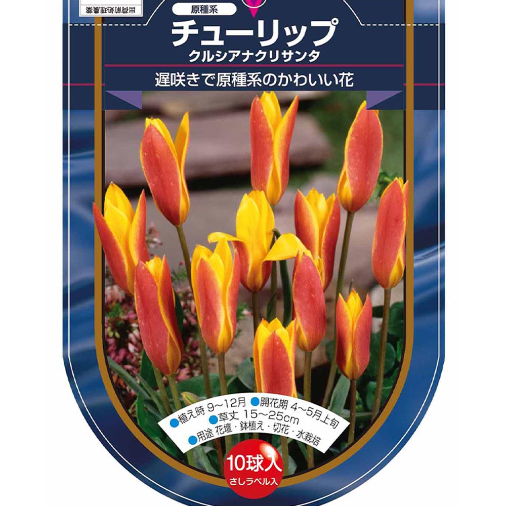 花球根 チューリップ 原種系 クルシアナクリサンタ 【花球根 10球】
