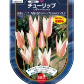 花球根 チューリップ 原種系 レディージェーン 【花球根 5球】|花球根|球根類
