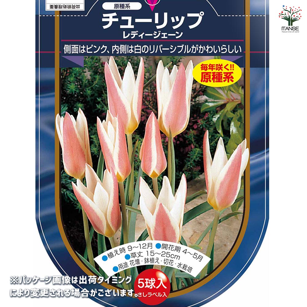 花球根 チューリップ 原種系 レディージェーン 【花球根 5球