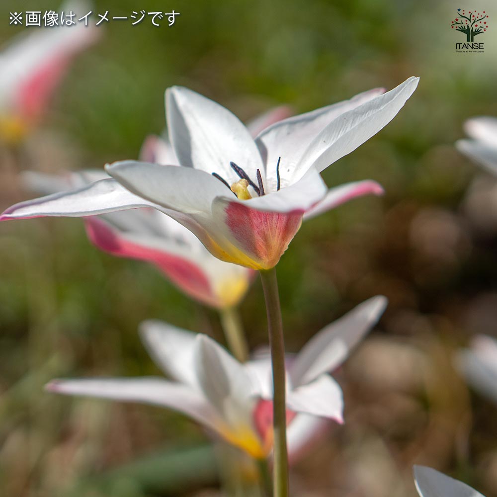 花球根 チューリップ 原種系 レディージェーン 【花球根 5球