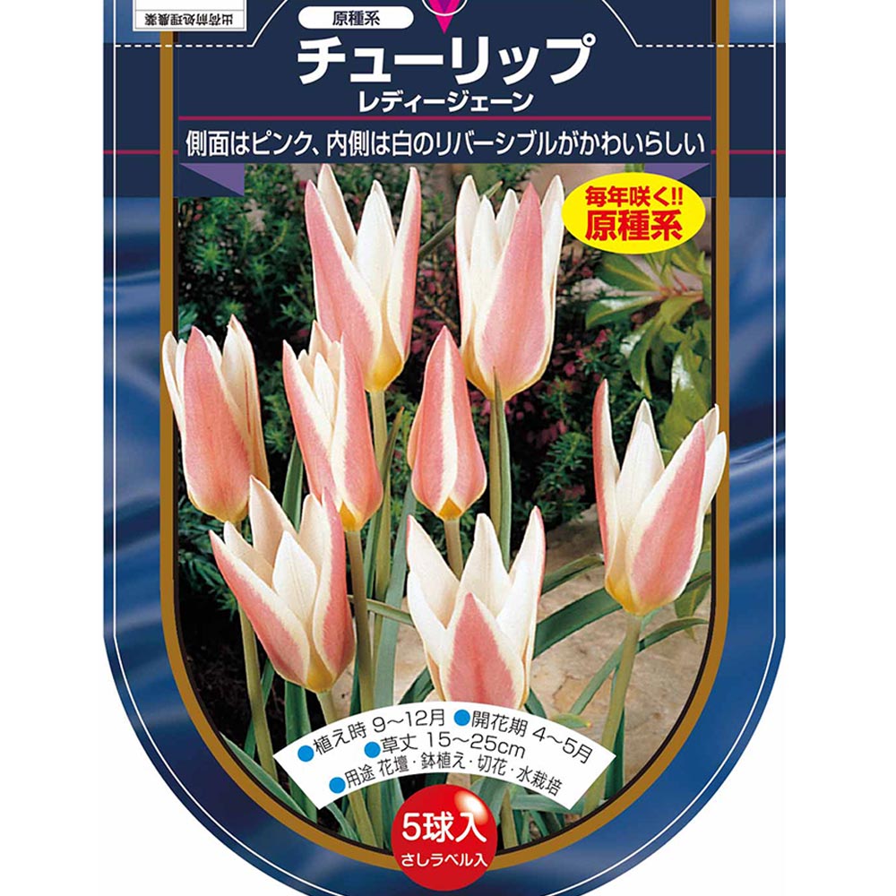 花球根 チューリップ 原種系 レディージェーン 【花球根 5球