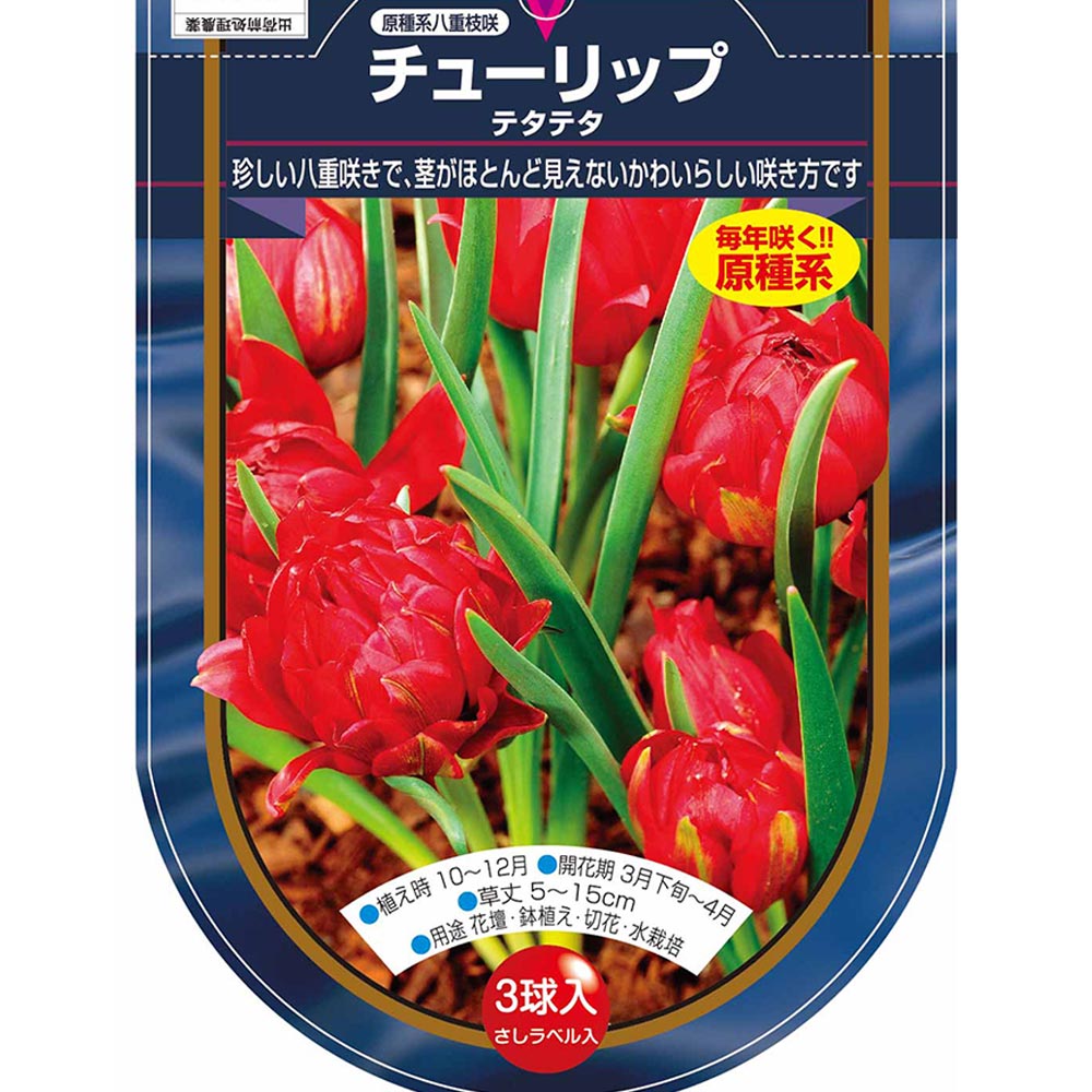 花球根 チューリップ 原種系 テタテタ 【花球根 3球】｜ 【植物の