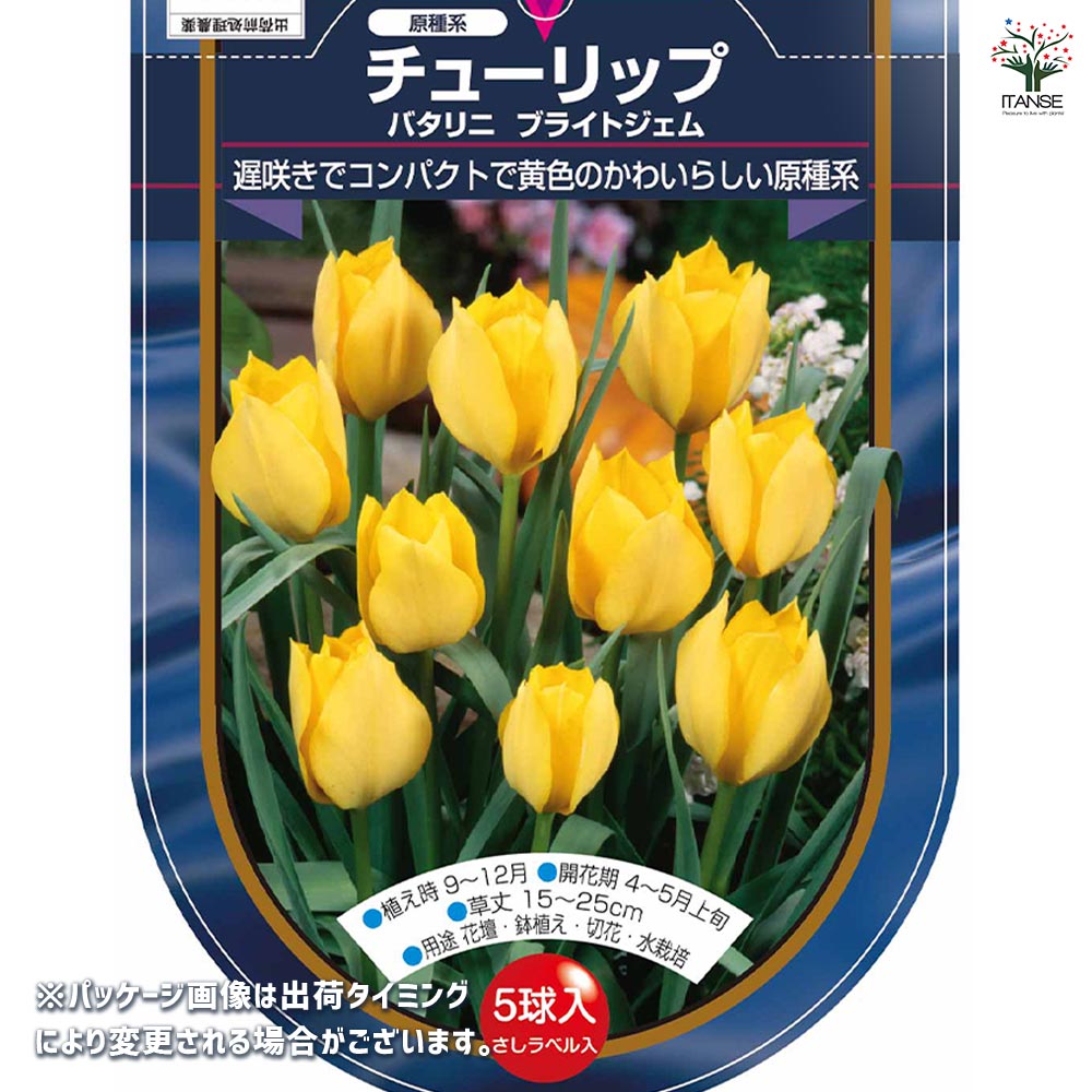 花球根 チューリップ 原種系 バタリニー ブライトジェム 【花球根 5球