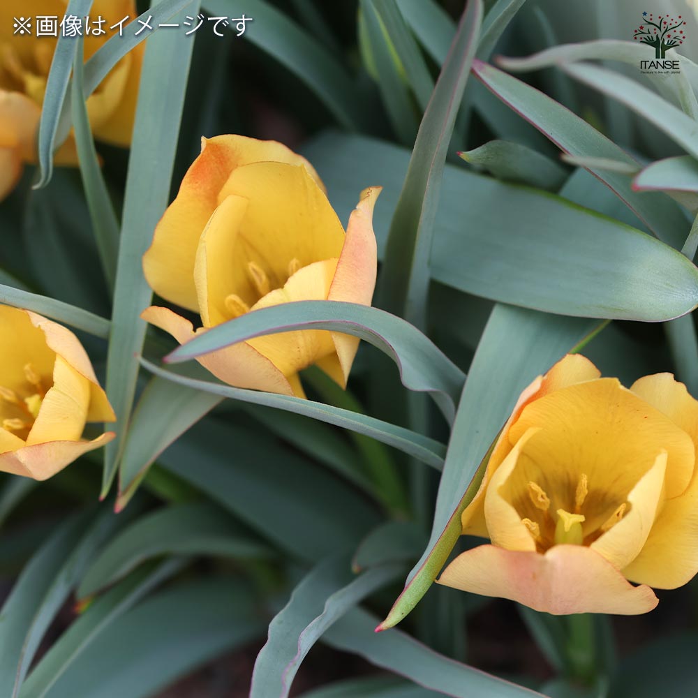 花球根 チューリップ 原種系 バタリニー ブライトジェム 【花球根 5球