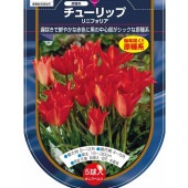 花球根 チューリップ 原種系 リニフォリア 【花球根 5球】|花球根|球根類