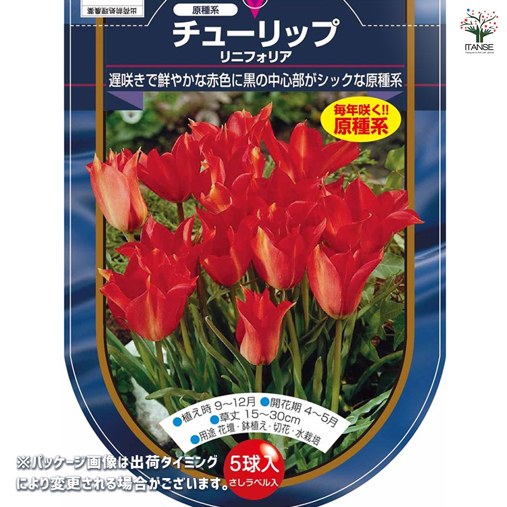 【球根】原種チューリップ　アウケリアナ　3球　ミニチューリップ 花球根 チューリップ 原種系 リニフォリア 【花球根 5球】｜ 【植物の