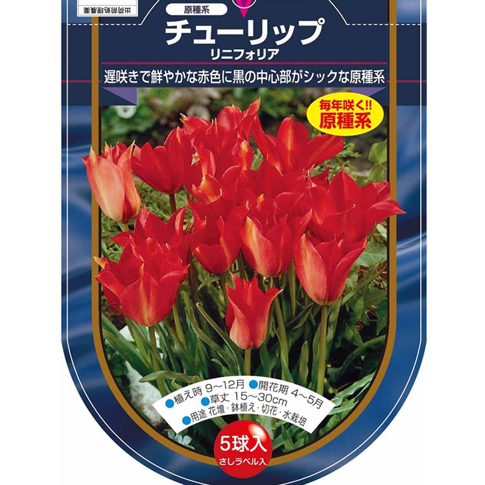 花球根 チューリップ 原種系 リニフォリア 【花球根 5球】