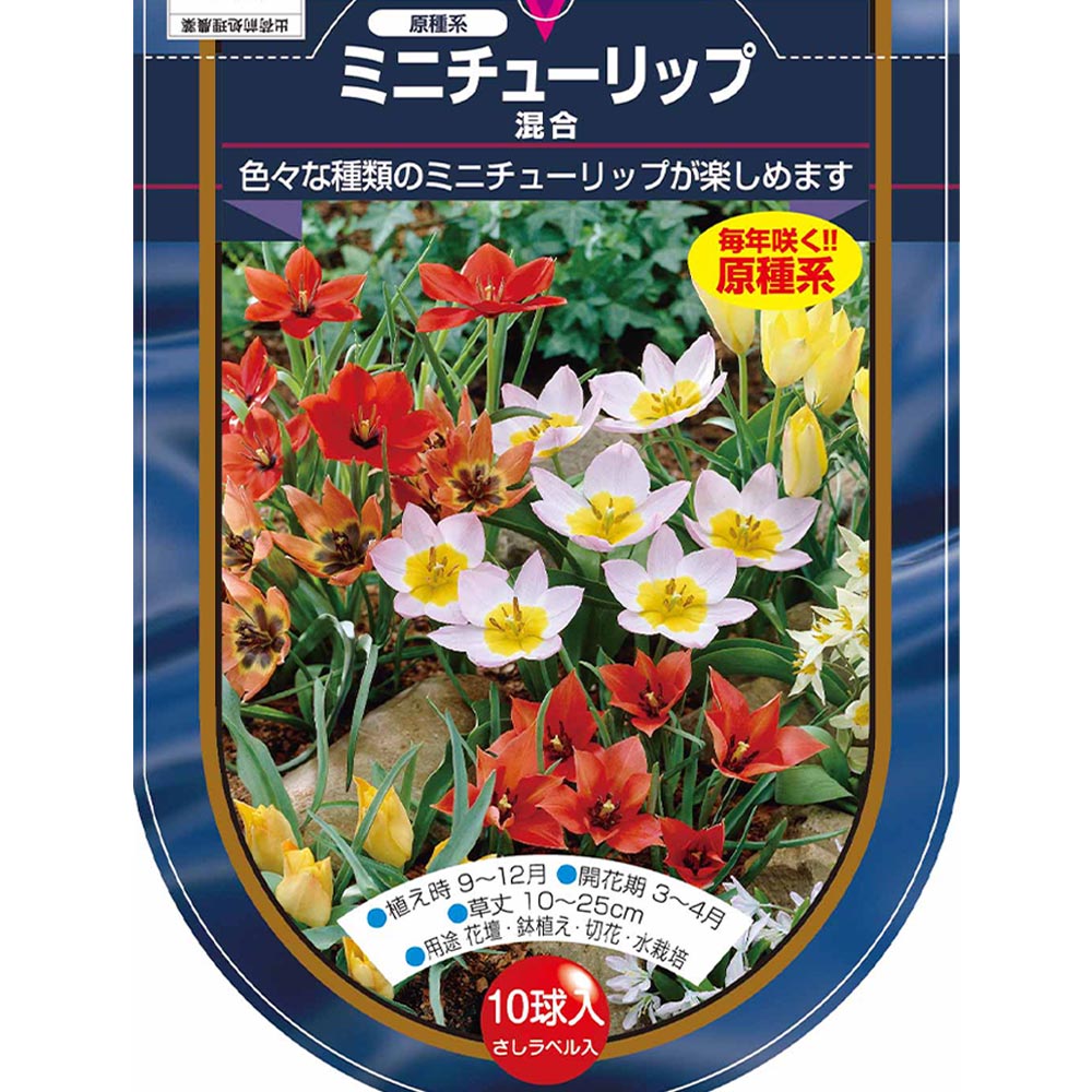 球根セット】プレミアムチューリップ 球根セット 2球×3種 原種