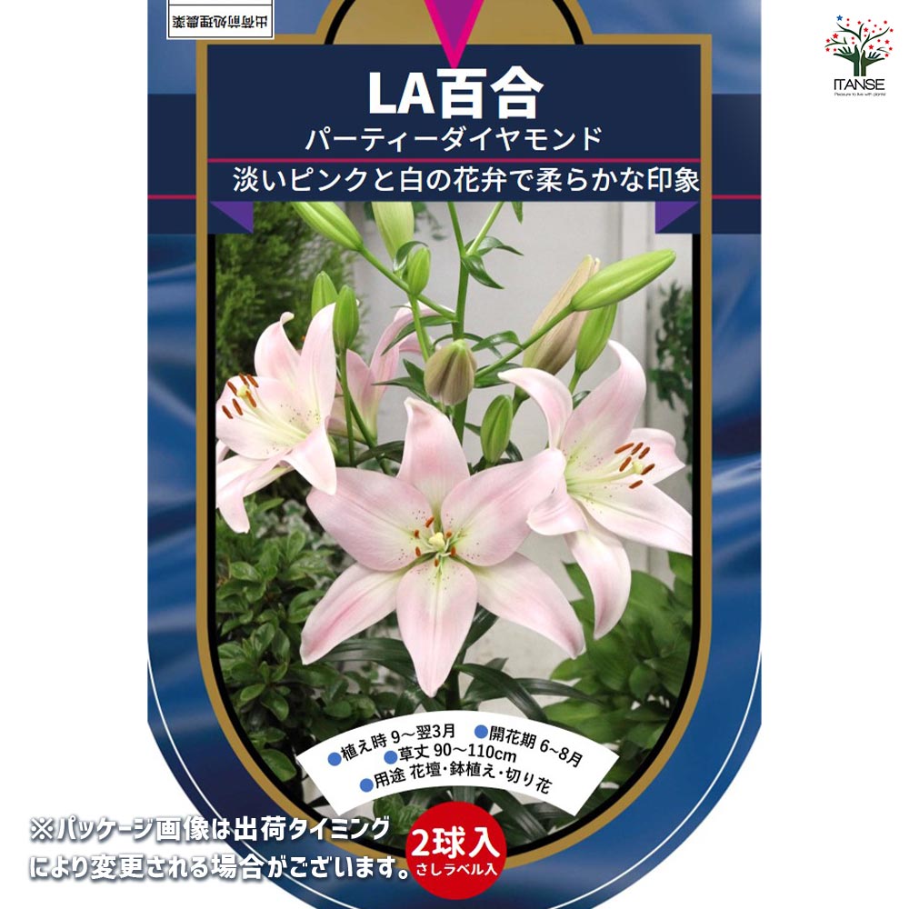 花球根 LA百合 パーティーダイヤモンド 【花球根 2球】｜ 【植物の