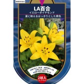 花球根 LA百合 イエローダイヤモンド 【花球根 2球】|花球根|球根類