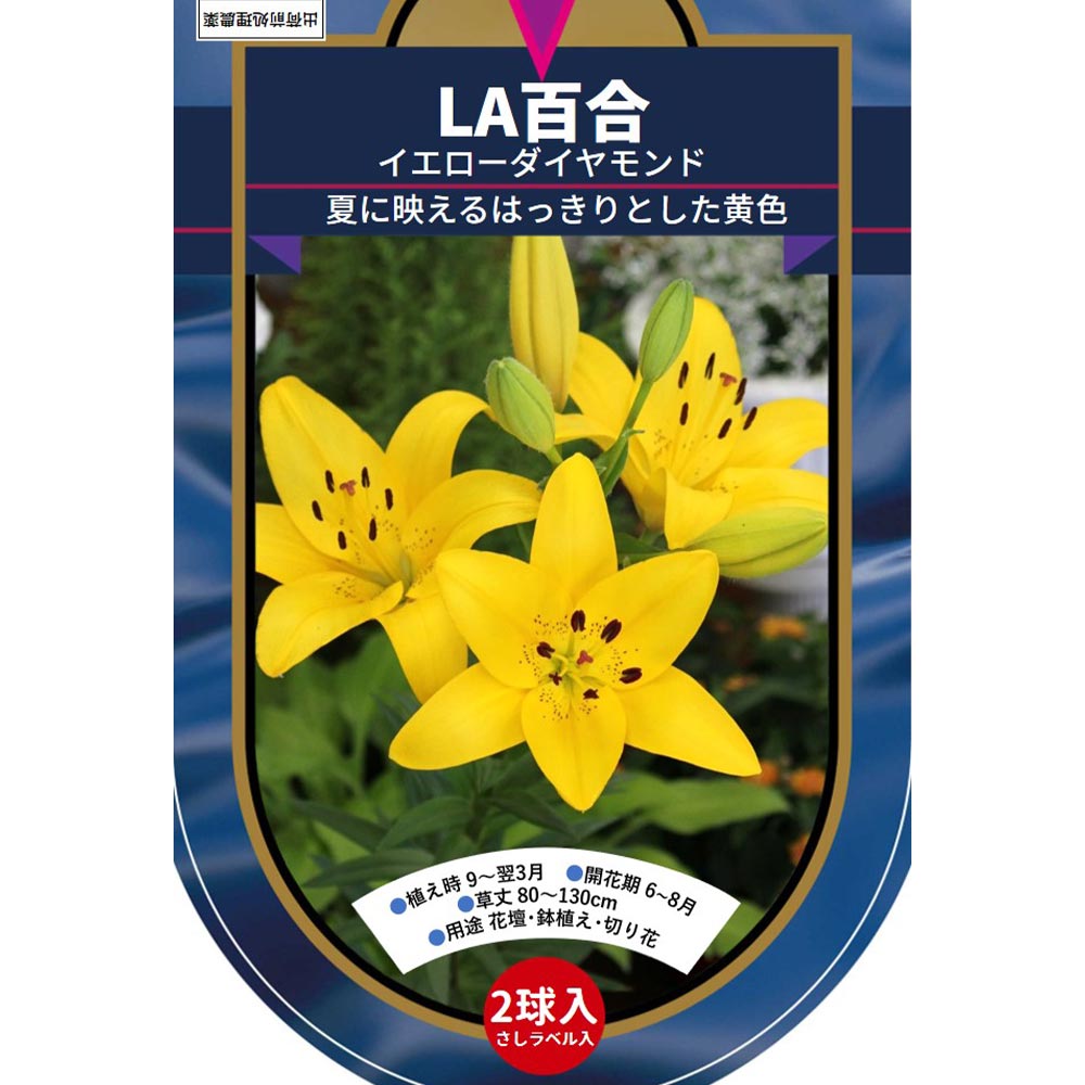 花球根 LA百合 イエローダイヤモンド 【花球根 2球】｜ 【植物の