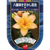 花球根 すかし百合 八重咲き 橙 【花球根 2球】|花球根|球根類