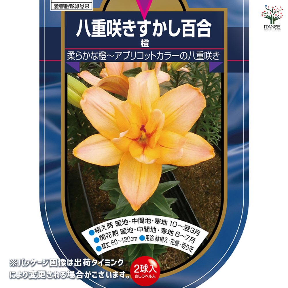 百合の球根♪ Amazon｜ゆり球根 百合 球根 ユリの球根 信頼できる販売者-8球根