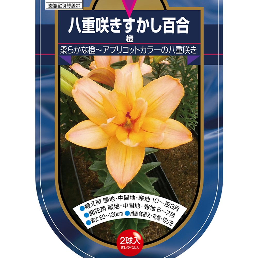 花球根 すかし百合 八重咲き 橙 【花球根 2球】｜ 【植物の