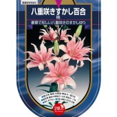 花球根 すかし百合 八重咲き 桃 【花球根 2球】|花球根|球根類