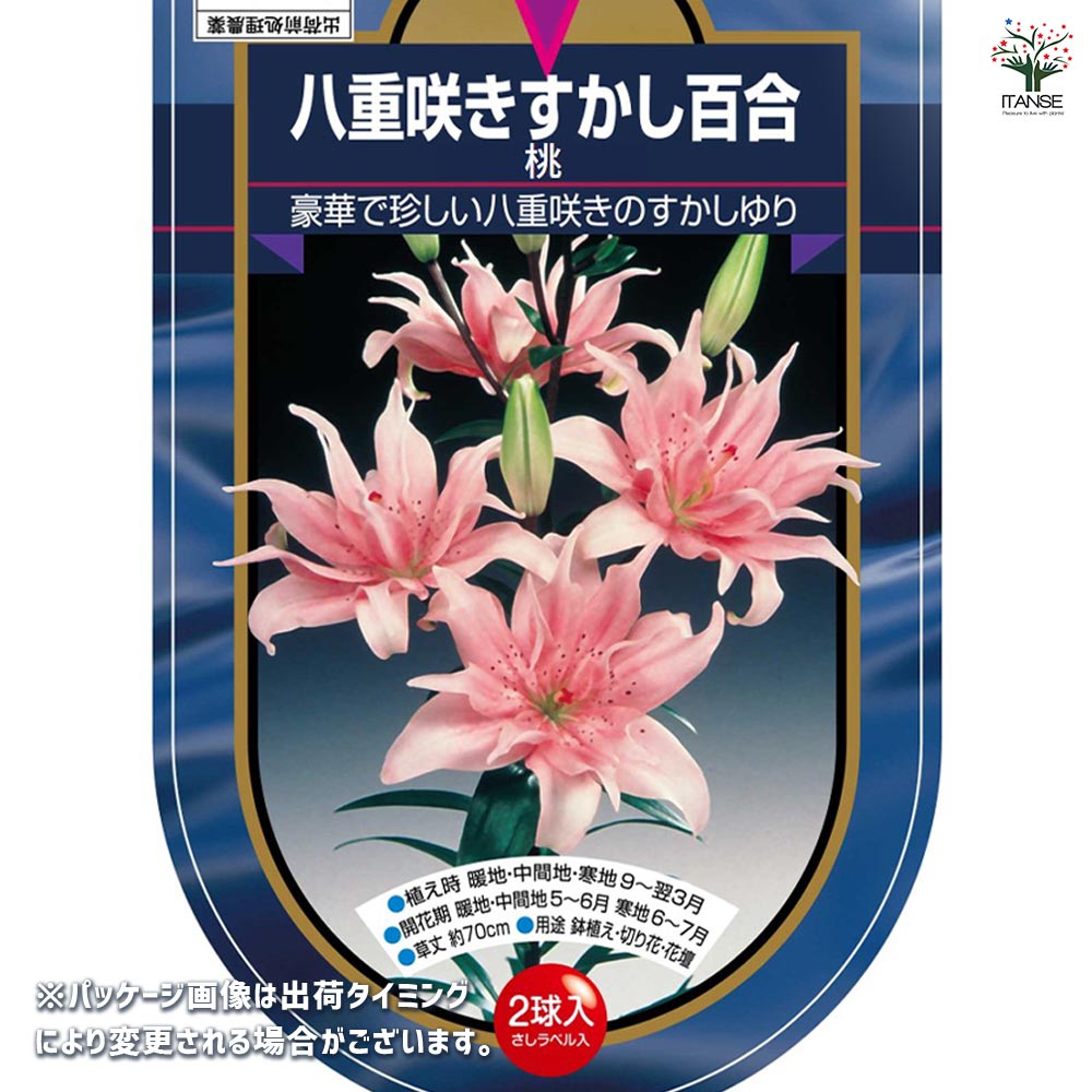 花球根 すかし百合 八重咲き 桃 【花球根 2球】｜ 【植物の