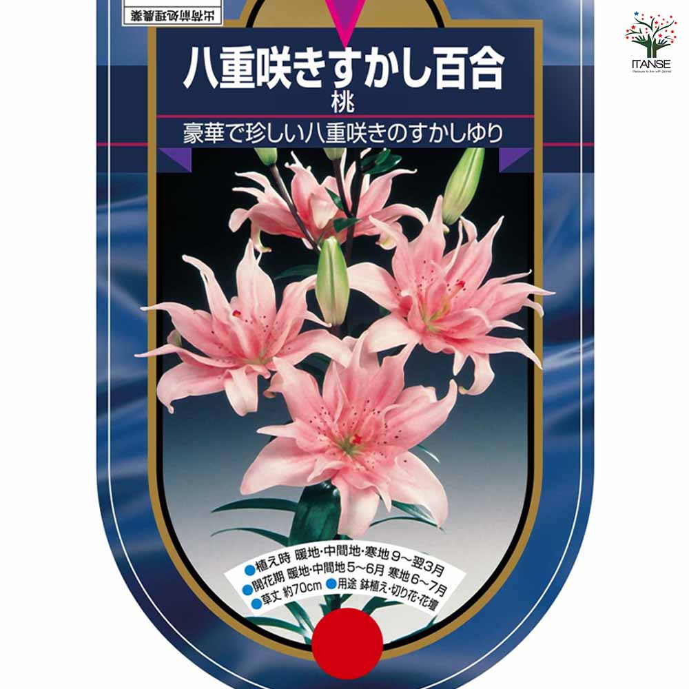 花球根 すかし百合 八重咲き 桃 【花球根 1球】｜ 【植物の