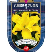 花球根 すかし百合 八重咲き 黄 【花球根 2球】|花球根|球根類