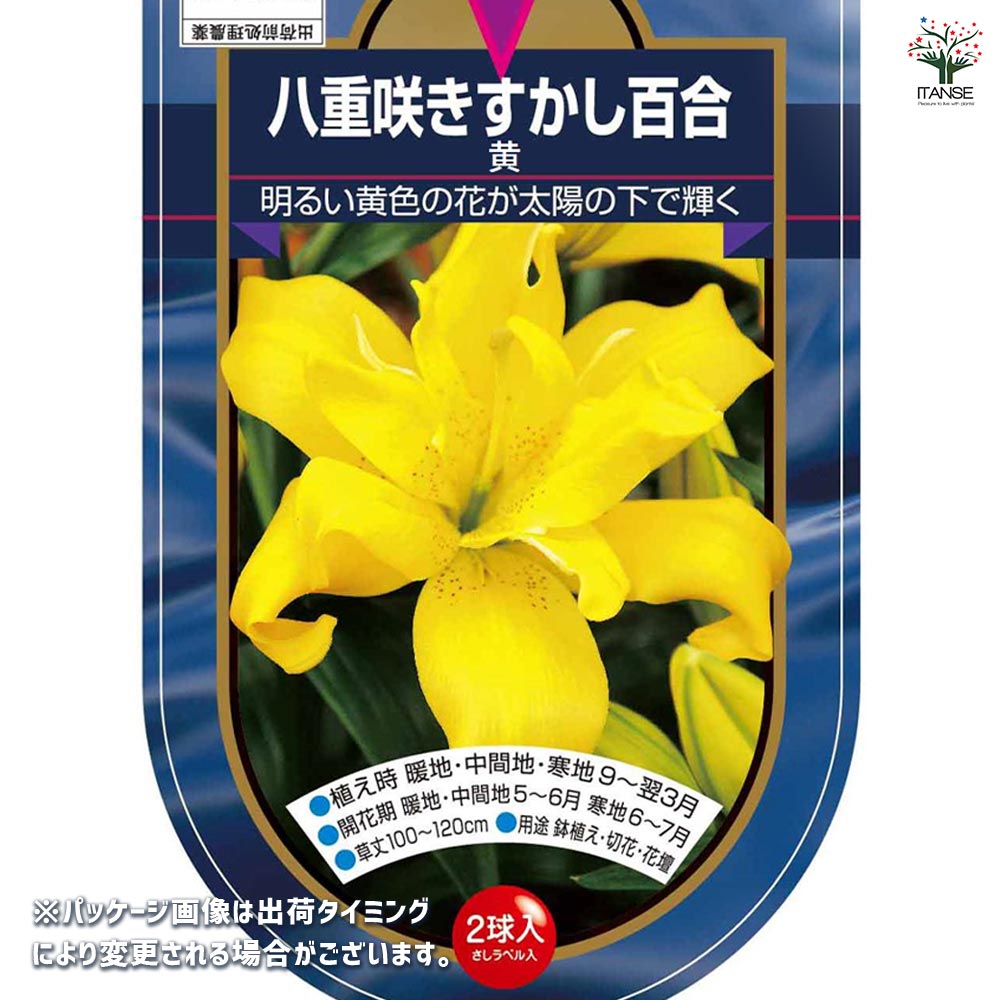 花球根 すかし百合 八重咲き 黄 【花球根 2球】｜ 【植物の