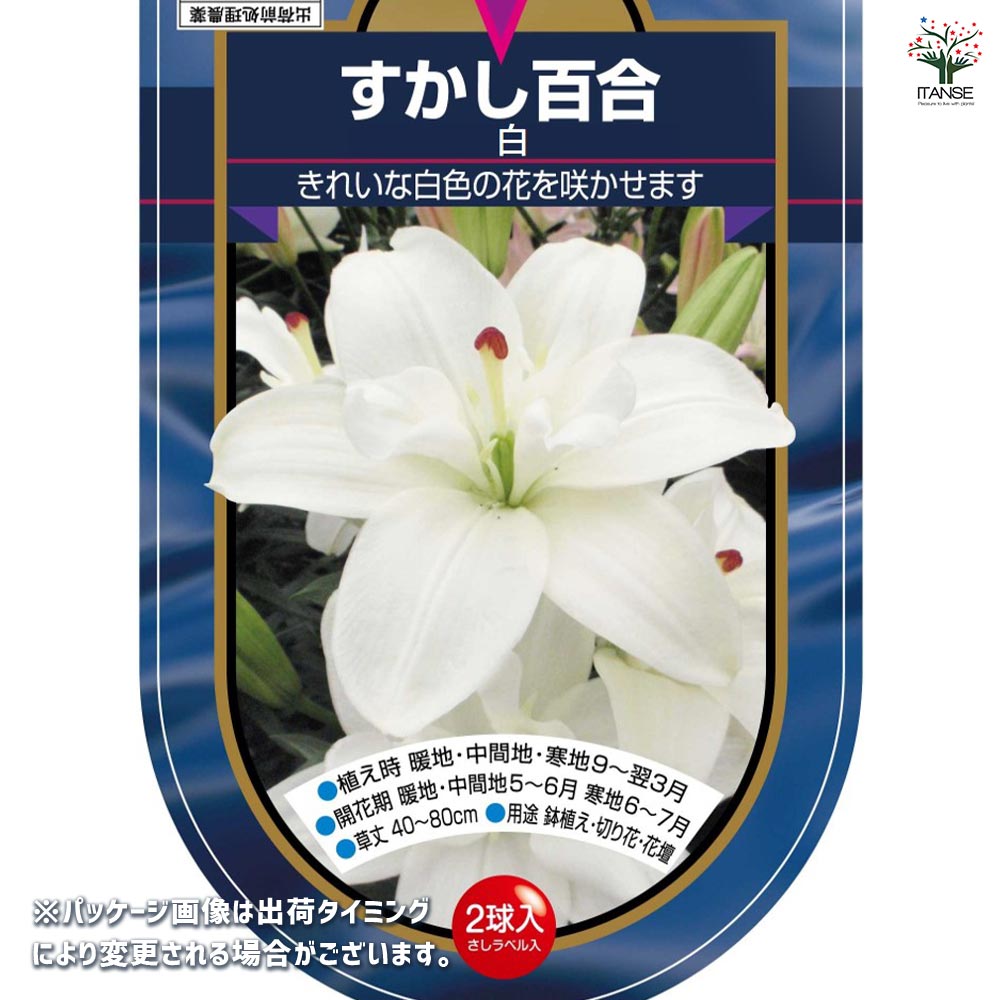 花球根 すかし百合 八重咲き 白 【花球根 2球】｜ 【植物の