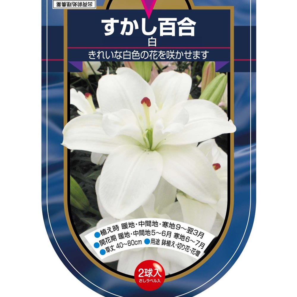 花球根 すかし百合 八重咲き 白 【花球根 2球】