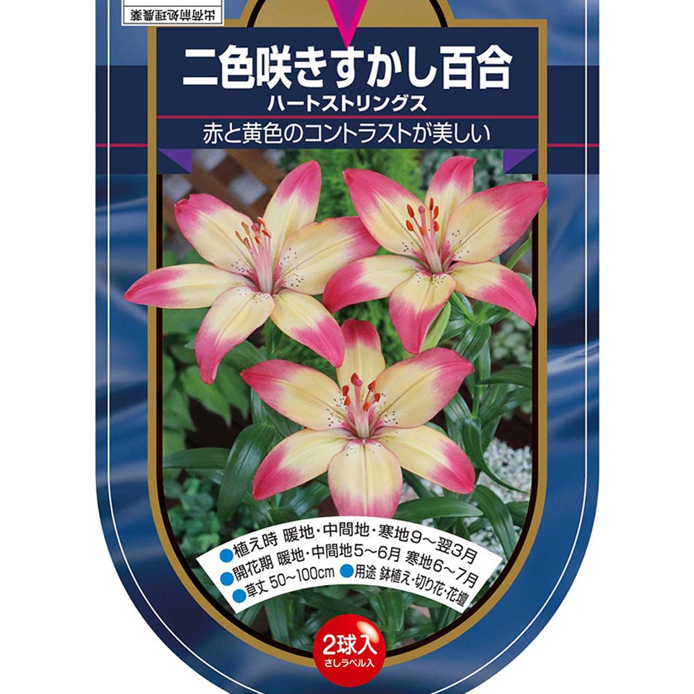花球根 すかし百合 ハートストリングス 【花球根 2球】