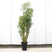 ポリシャス スターシャ 【観葉植物 8号／1個売り】|観葉植物