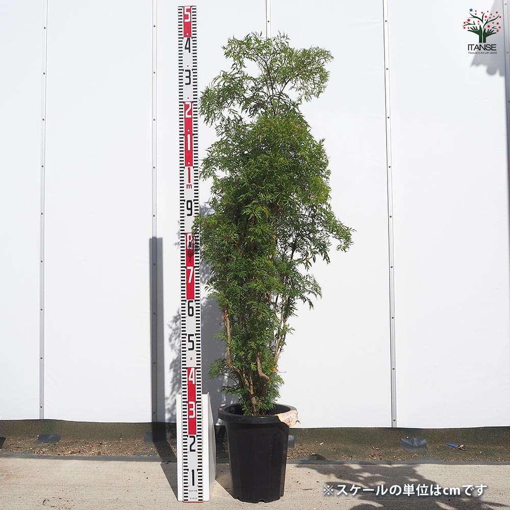 ポリシャス スターシャ 【観葉植物 8号／1個売り】｜ 【植物の