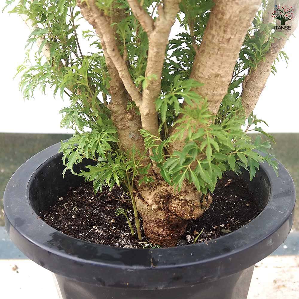 ポリシャス スターシャ 【観葉植物 8号／1個売り】｜ 【植物の